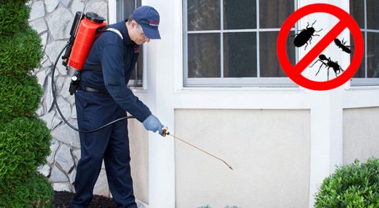 Kadışehri Uçan Haşere İlaçlama böcek ilaçlama ve haşere kontrolü — ilaclama-tr.com